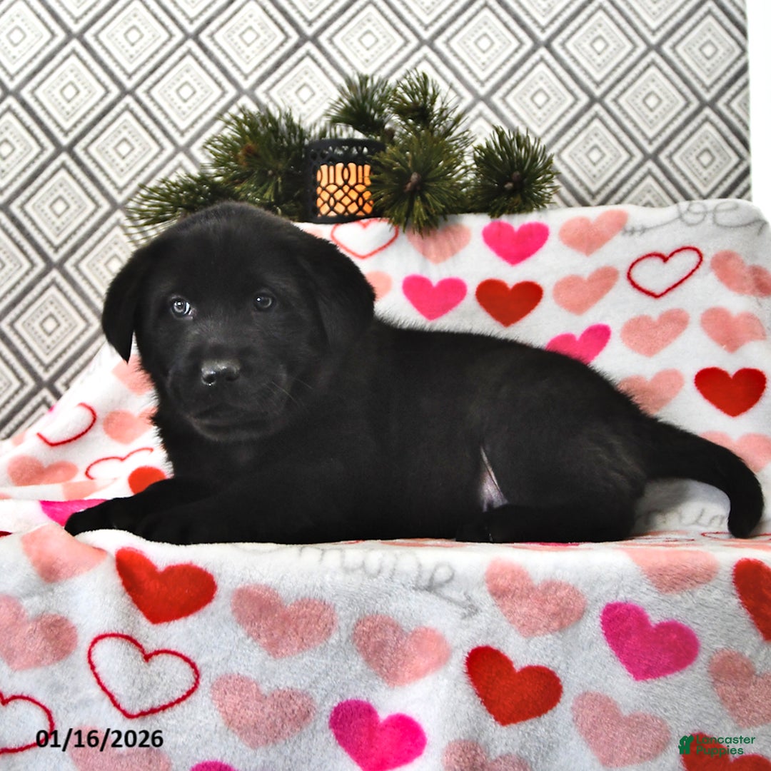 Mixed Breed dogs for sale: Samson - Ad 1