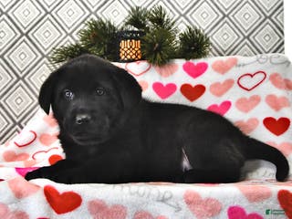 Mixed Breed dogs Samson - Ad 17