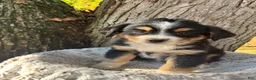 Miniature Australian Shepherd dogs for sale: Roxy - Ad 1