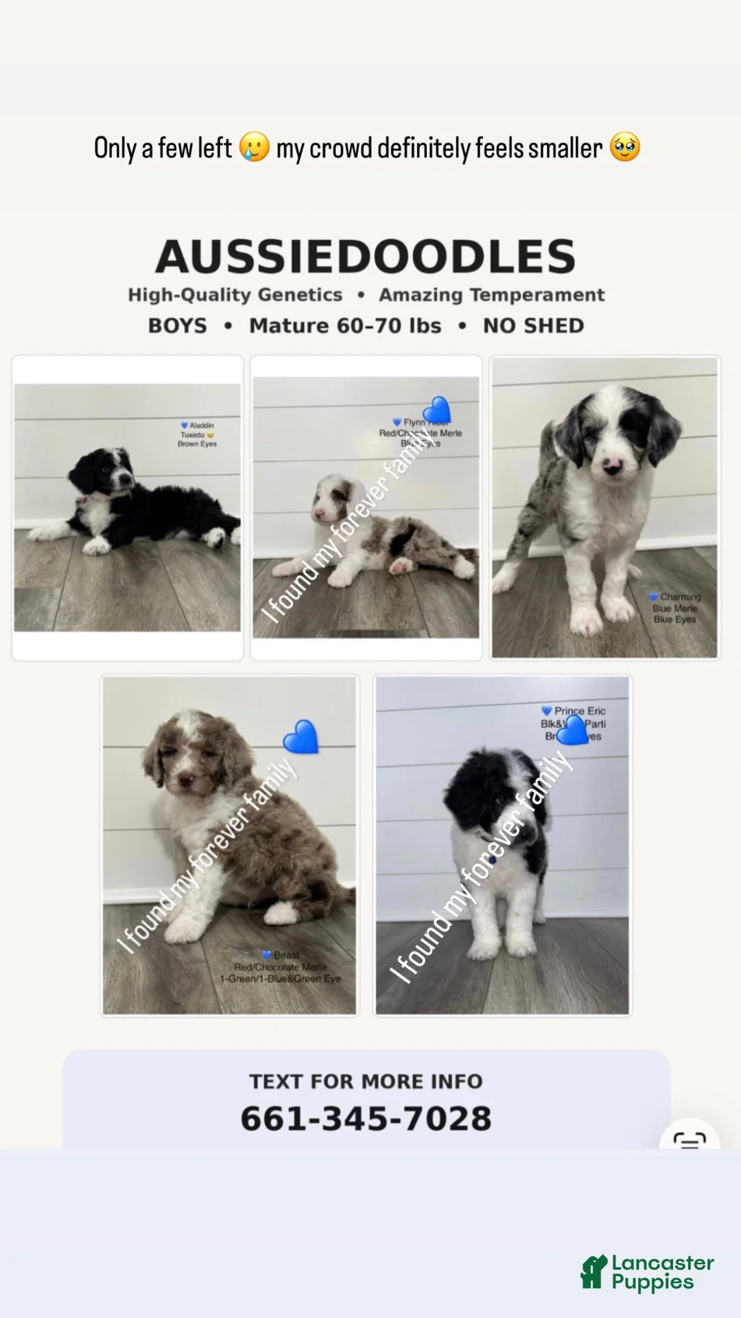 Aussiedoodle dogs for sale: Belle - Ad 4