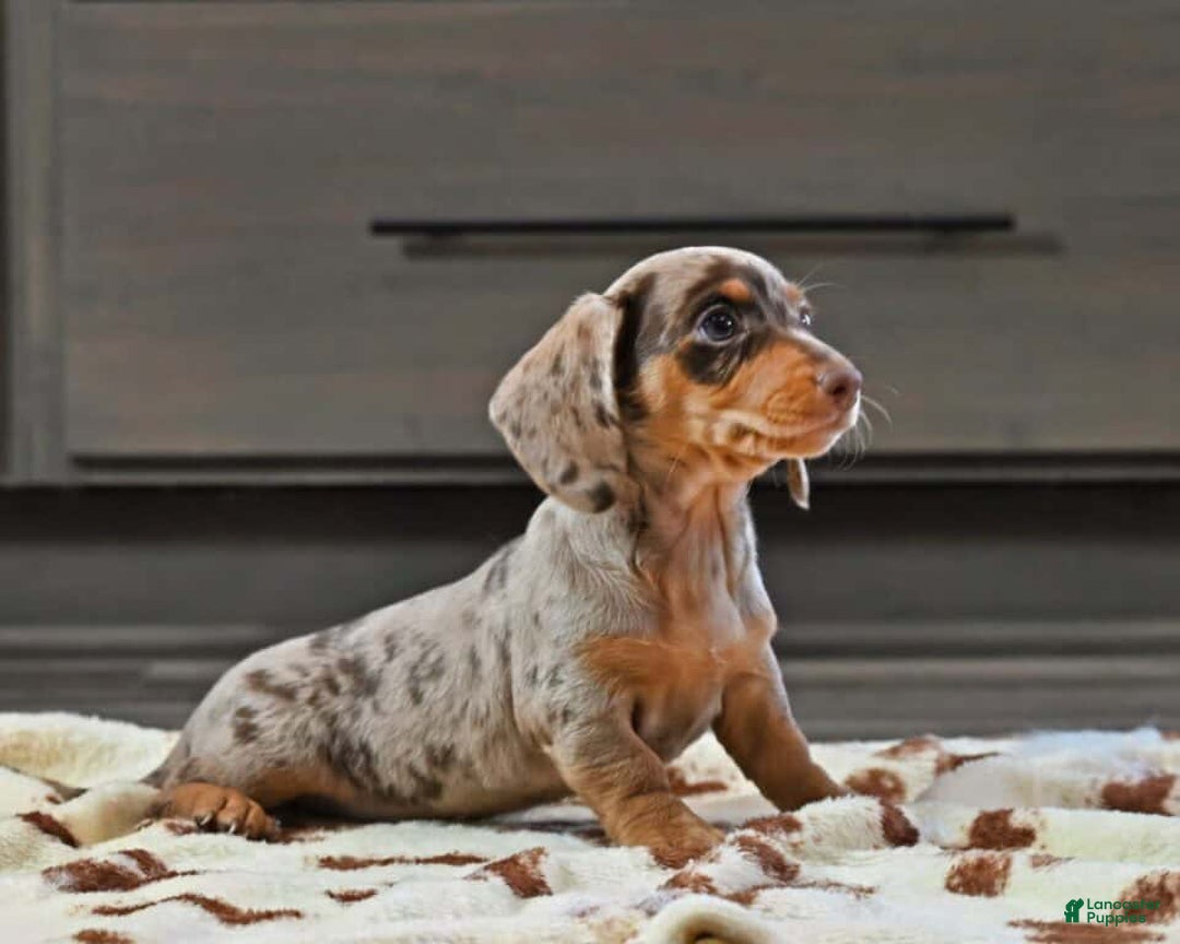Miniature Dachshund dogs for sale: Lilly - Ad 2