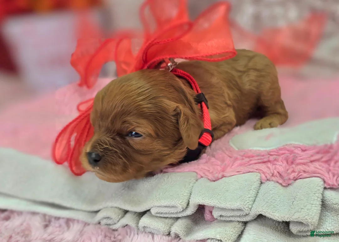 Cavapoo dogs for sale: Garnet - Ad 2