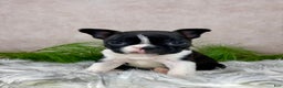 Boston Terrier dogs for sale: Miss Chloe  - Ad 8