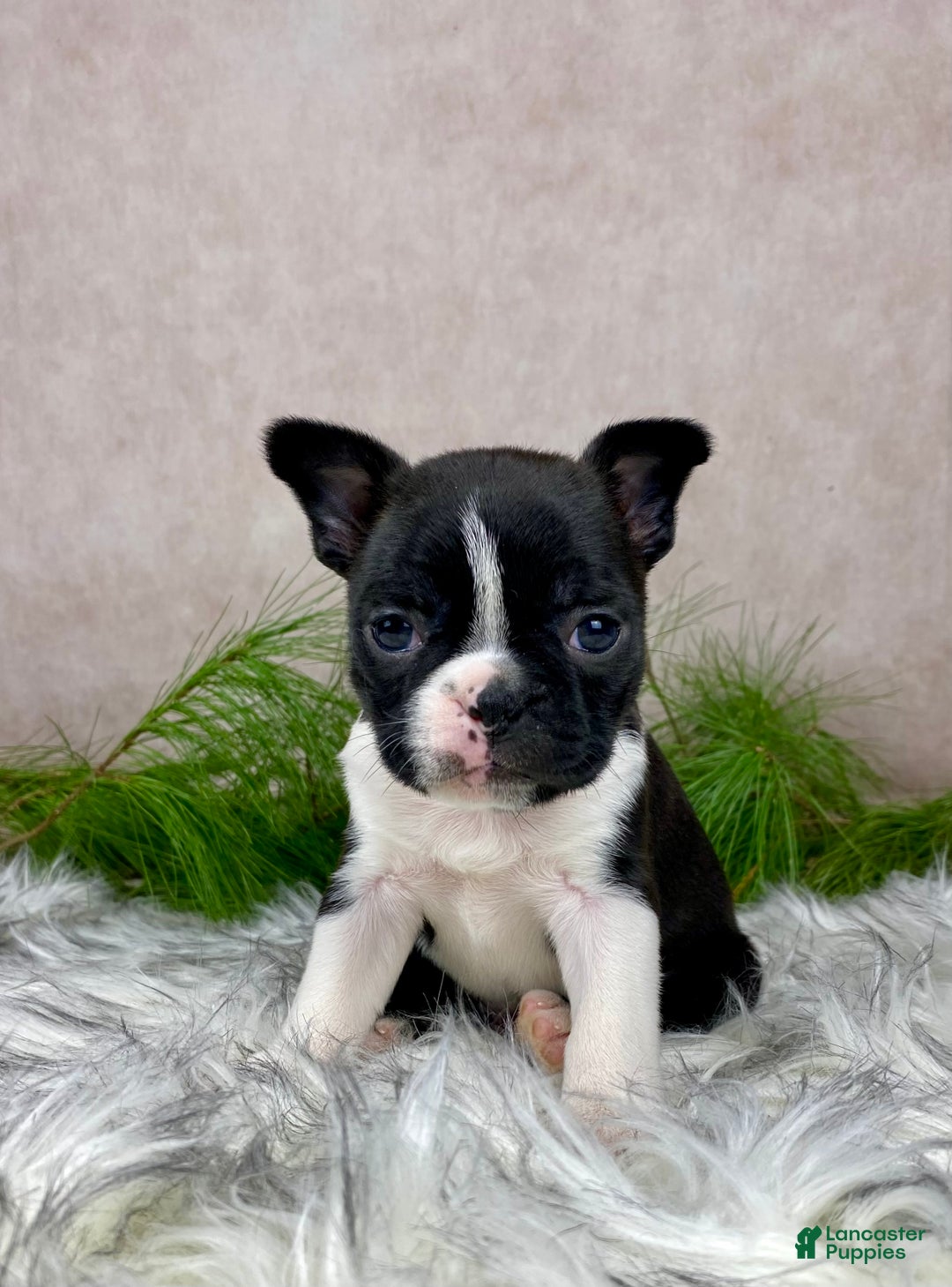 Boston Terrier dogs for sale: Miss Chloe  - Ad 8