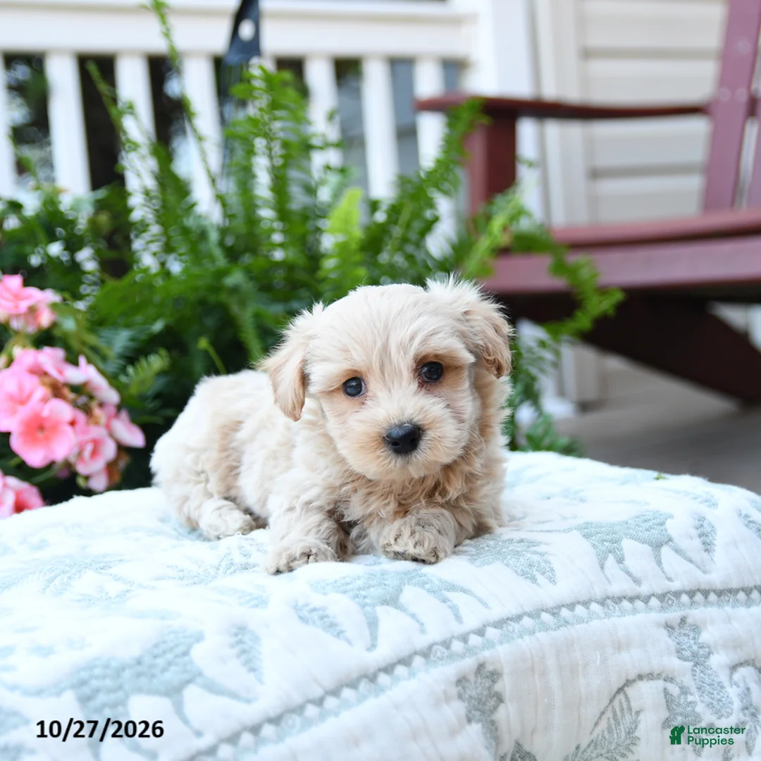Maltipoo dogs for sale: Clem  - Ad 2