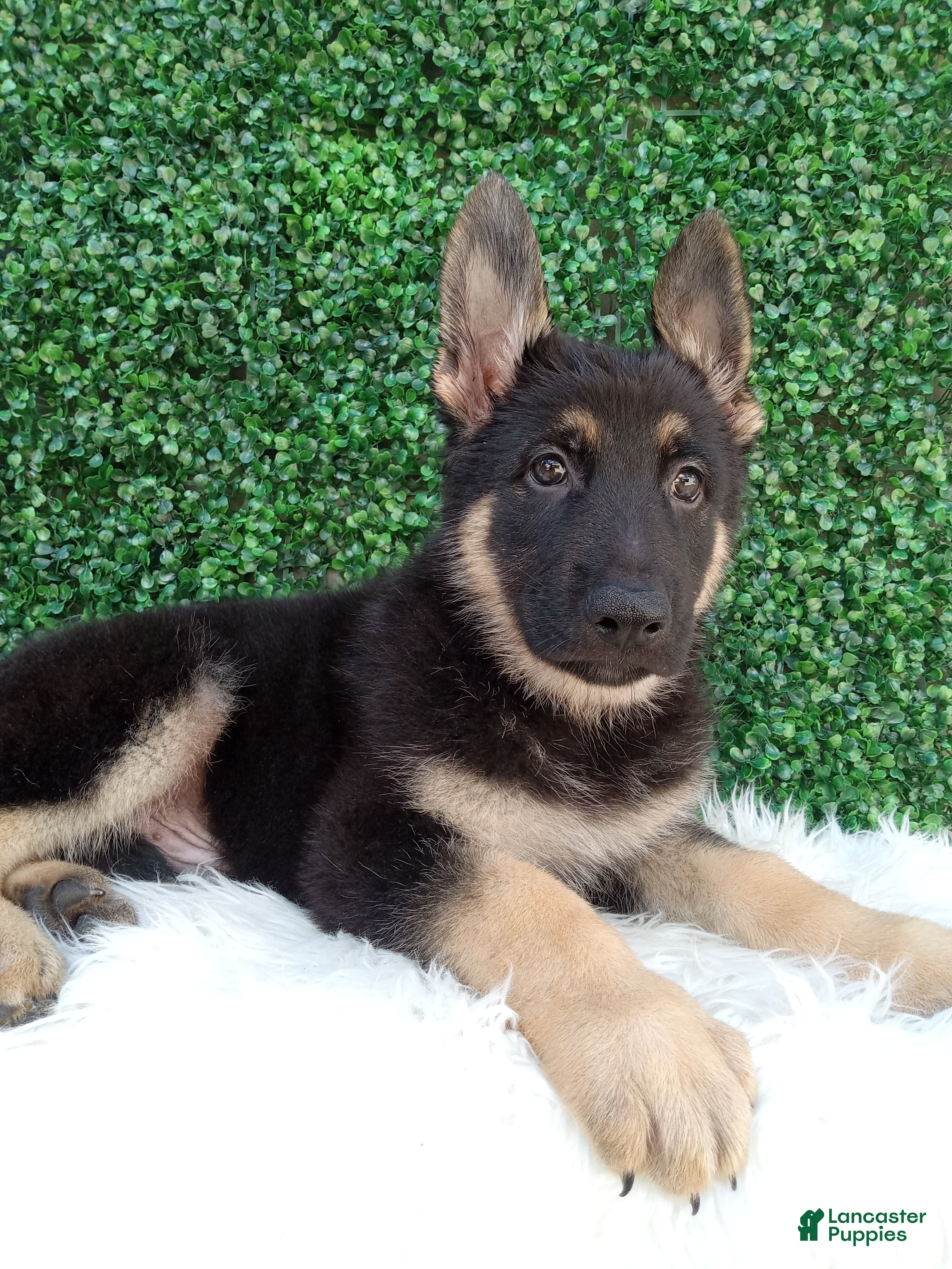 German Shepherd dogs Max - Ad 1