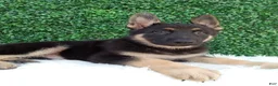 German Shepherd dogs for sale: Max - Ad 1