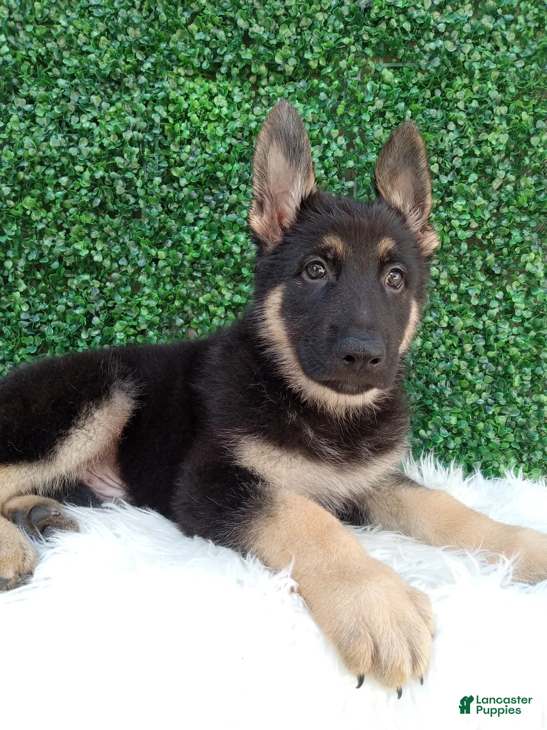 German Shepherd dogs for sale: Max - Ad 1