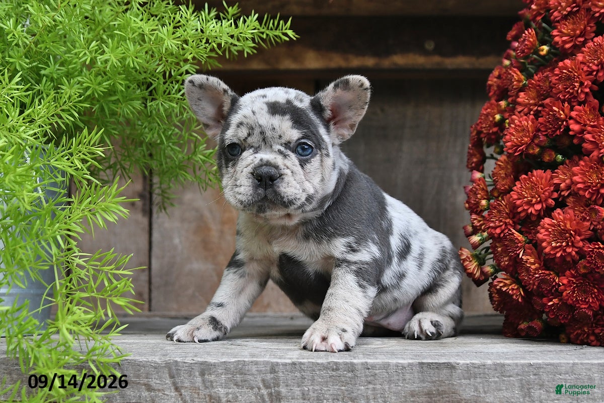 Frenchton dogs Roxie - Ad 1