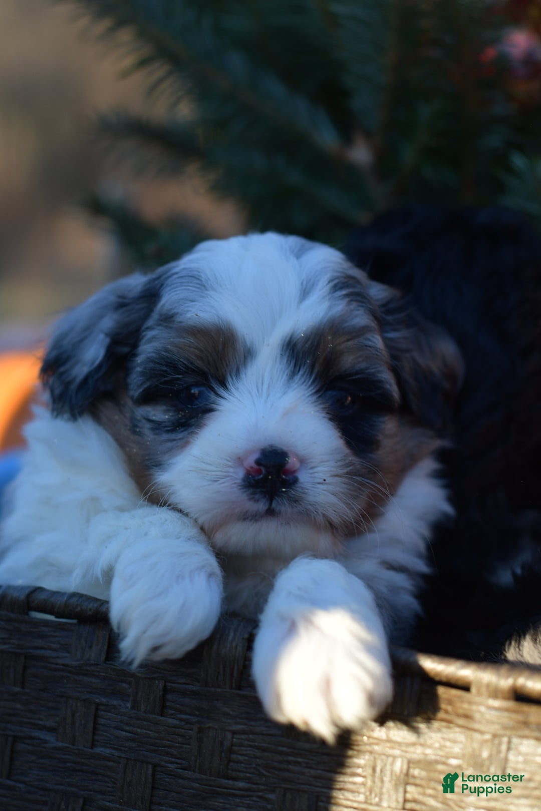 Mini Aussiedoodle dogs for sale: Rory - Ad 8