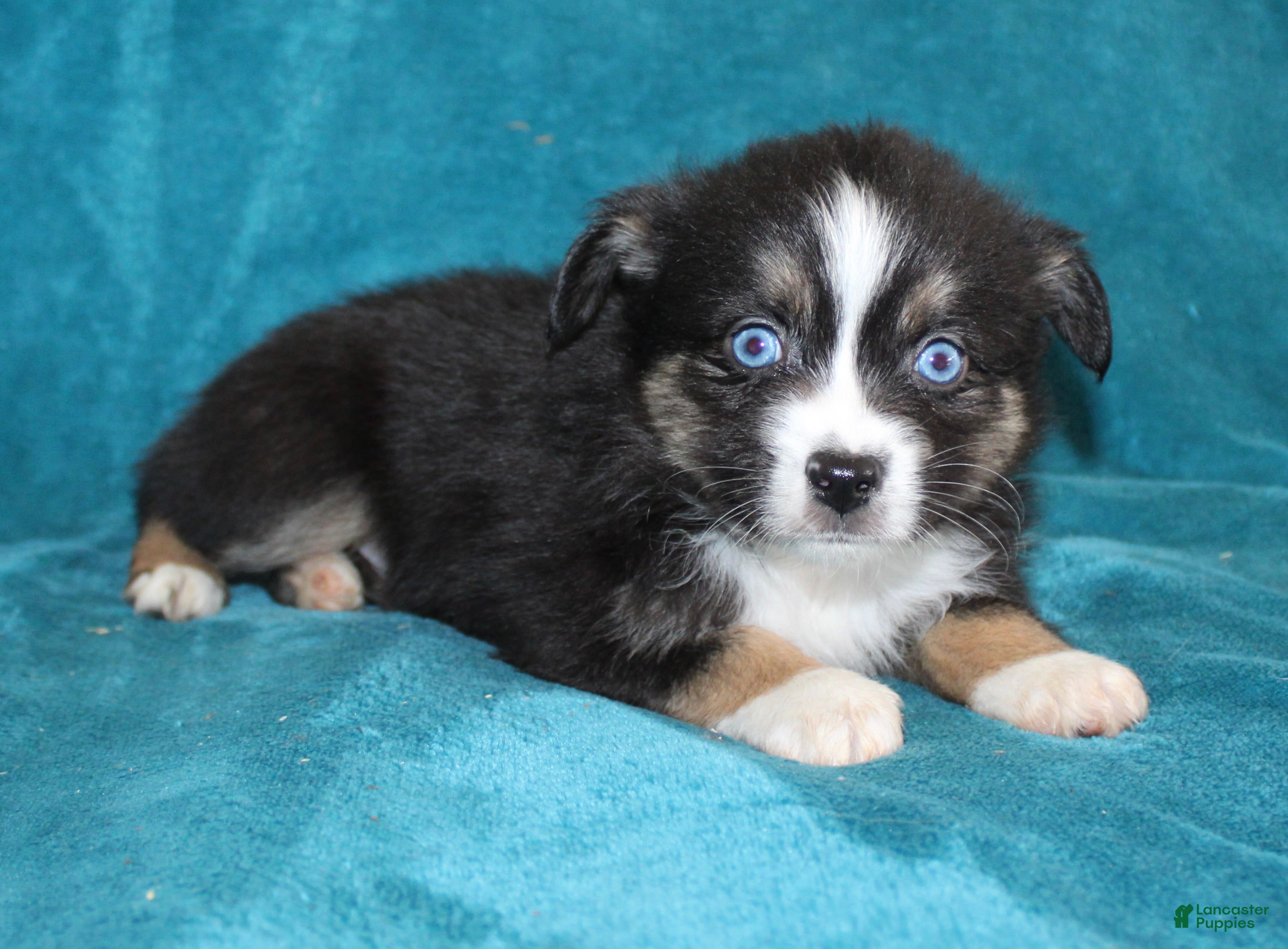 Miniature Australian Shepherd dogs Jingles  - Ad 2
