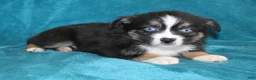 Miniature Australian Shepherd dogs for sale: Jingles  - Ad 2
