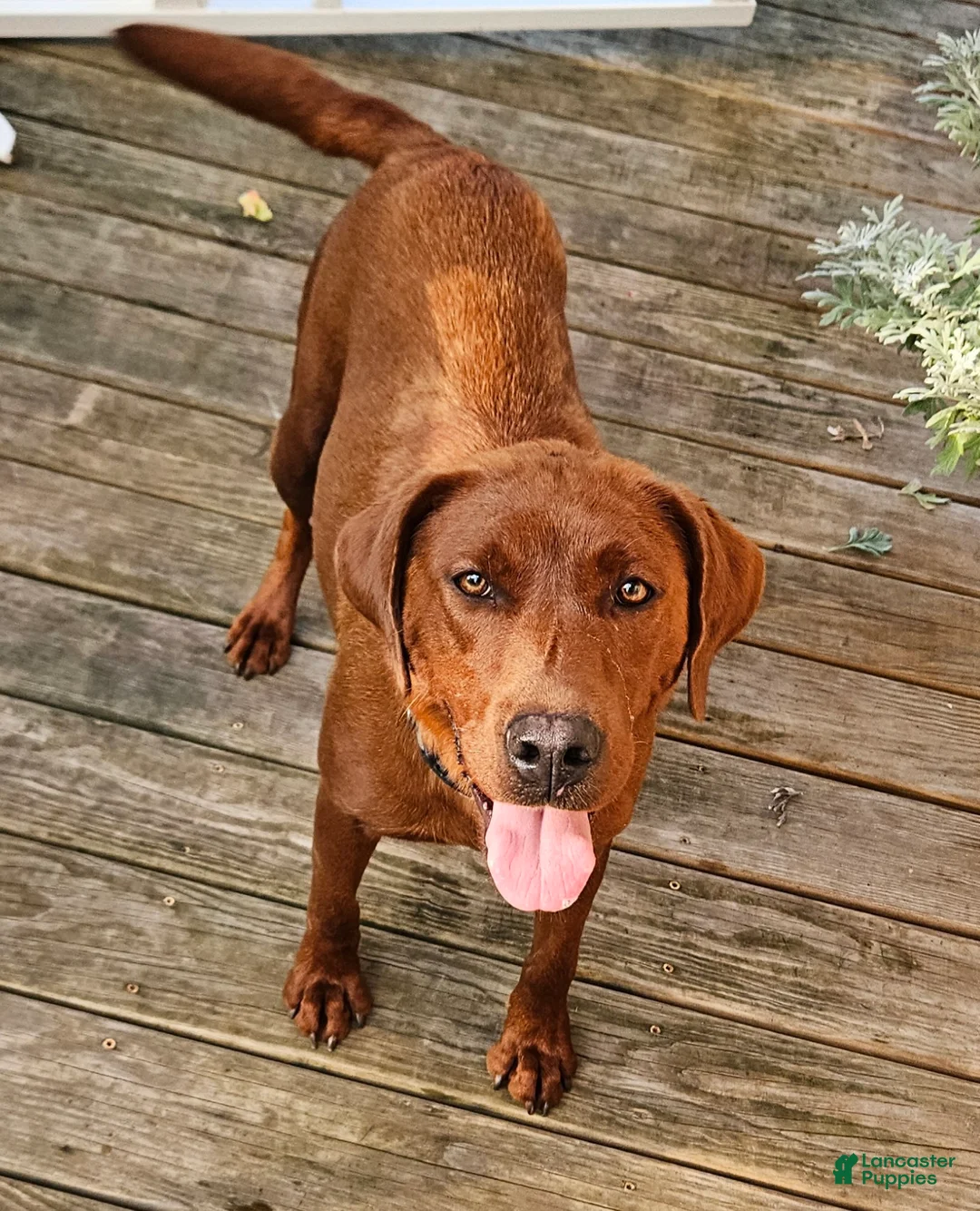 Labrador Retriever dogs for sale: Labrador Retriever Puppy 4 - Ad 6