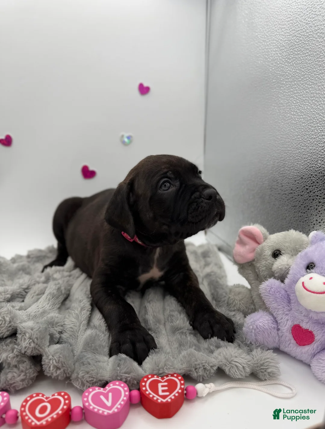 Cane Corso dogs for sale: Cane Corso Puppy 8 - Ad 7