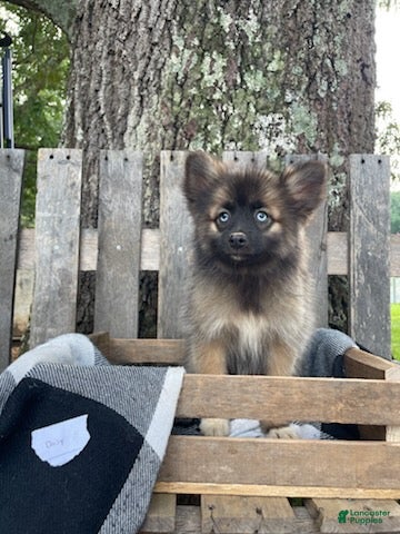 Pomsky dogs Daisy - Ad 1