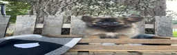 Pomsky dogs for sale: Daisy - Ad 1