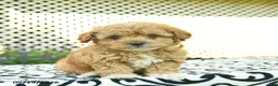 Toy Poodle dogs for sale: Base  - Ad 4