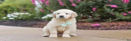 Golden Retriever dogs for sale: Briggs - Ad 3