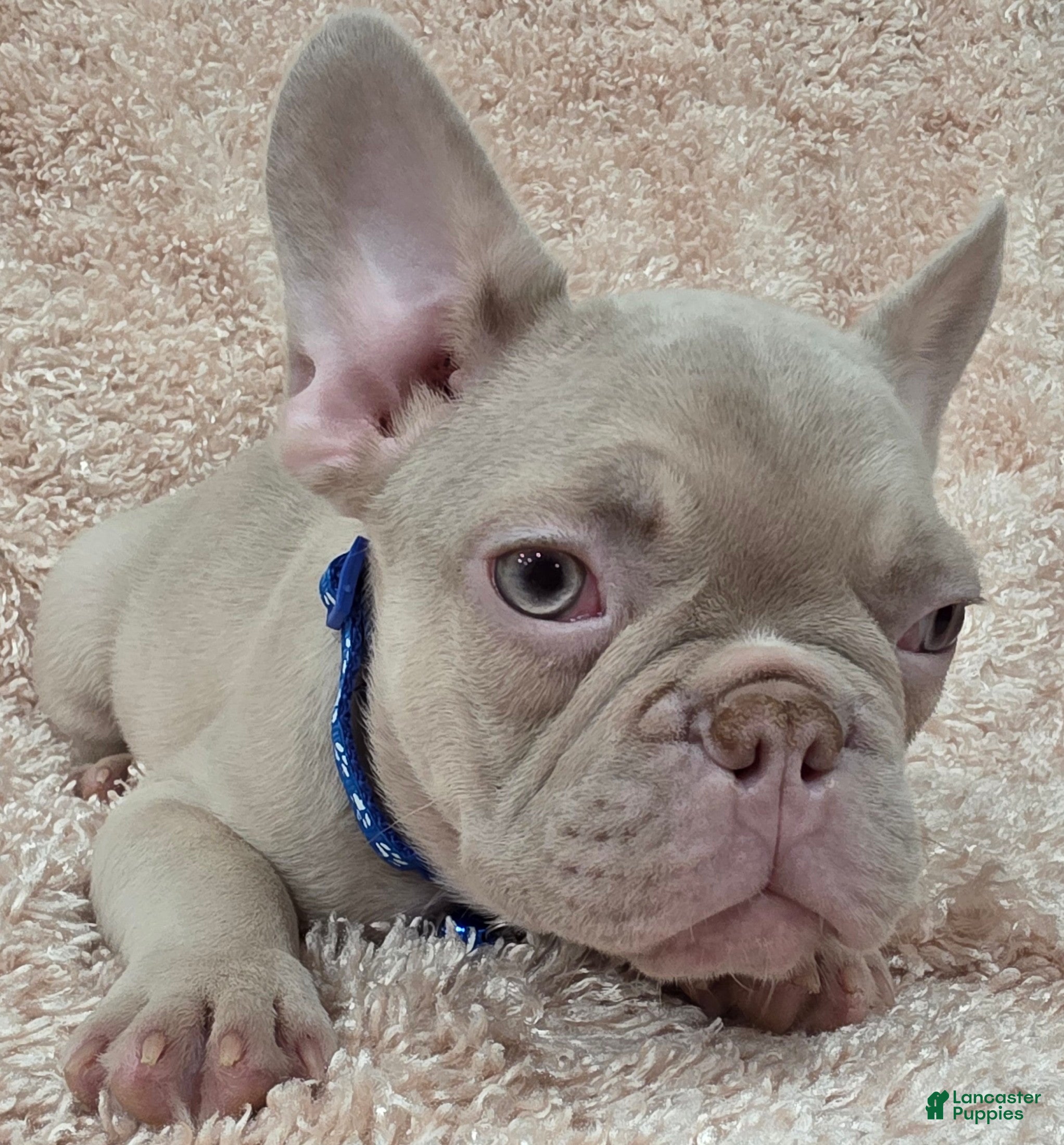 French Bulldog Puppy Artificial Insemination English Bulldogs Cost