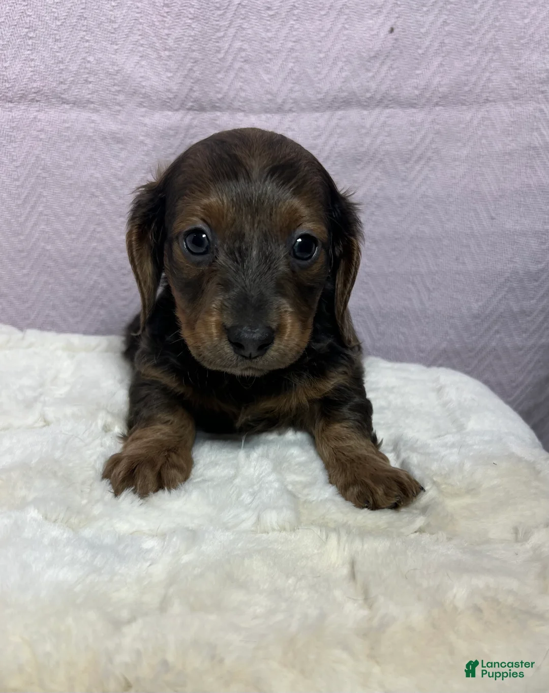 Miniature Dachshund dogs for sale: Miniature Dachshund Puppy 2 - Ad 6