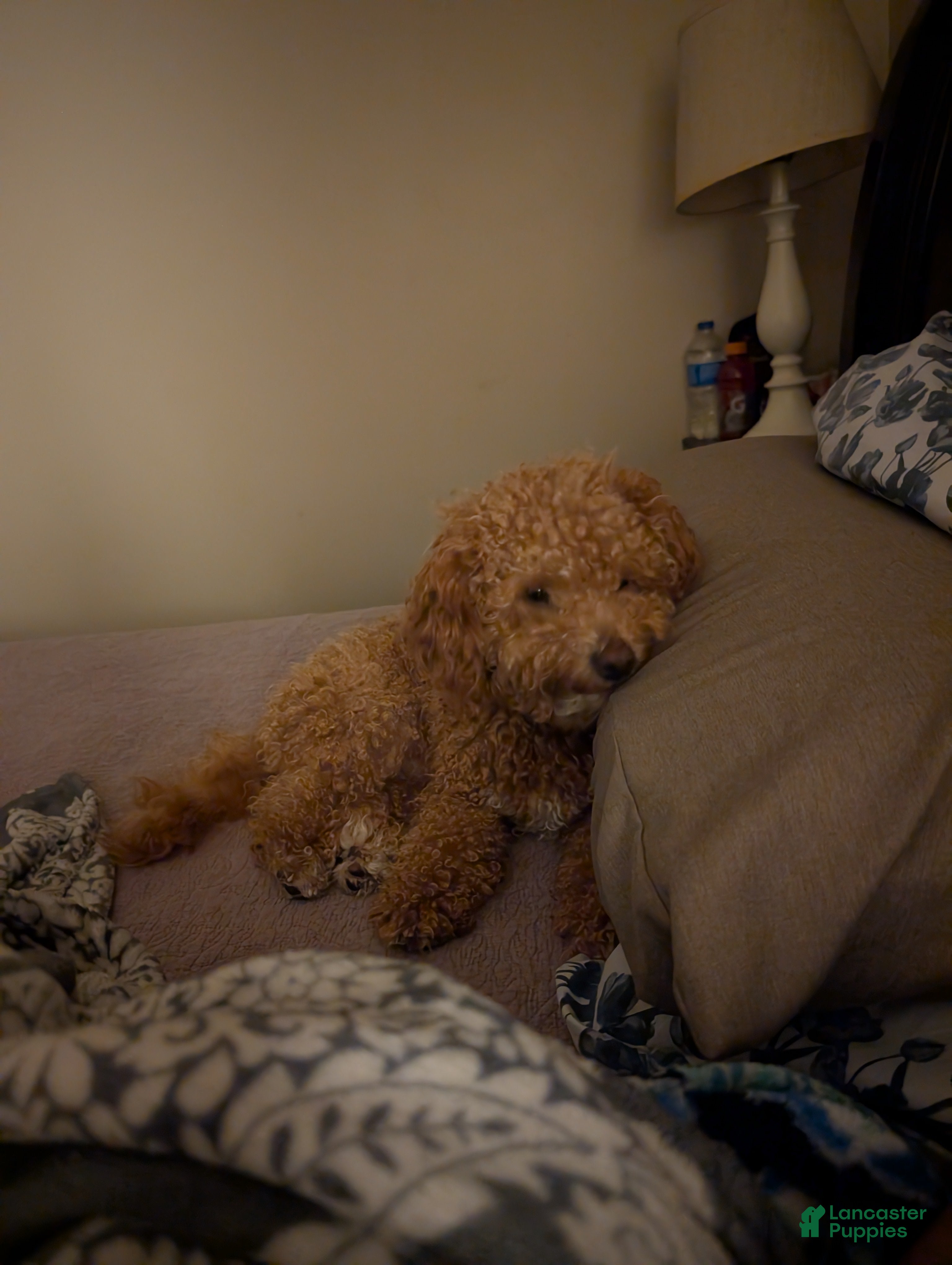 Charlie
