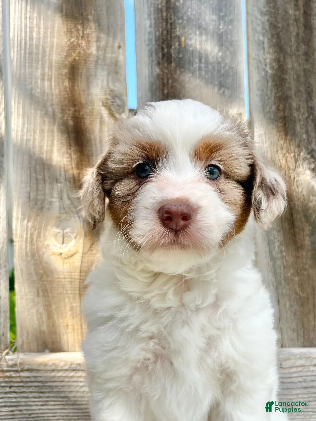 Mini Aussiedoodle dogs for sale: Hercules - Ad 2