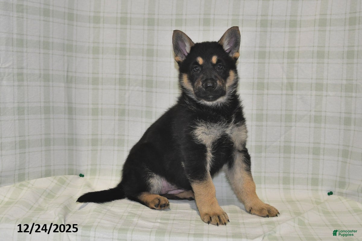 German Shepherd dogs Myla - Ad 37