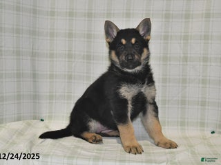 German Shepherd dogs Myla - Ad 37
