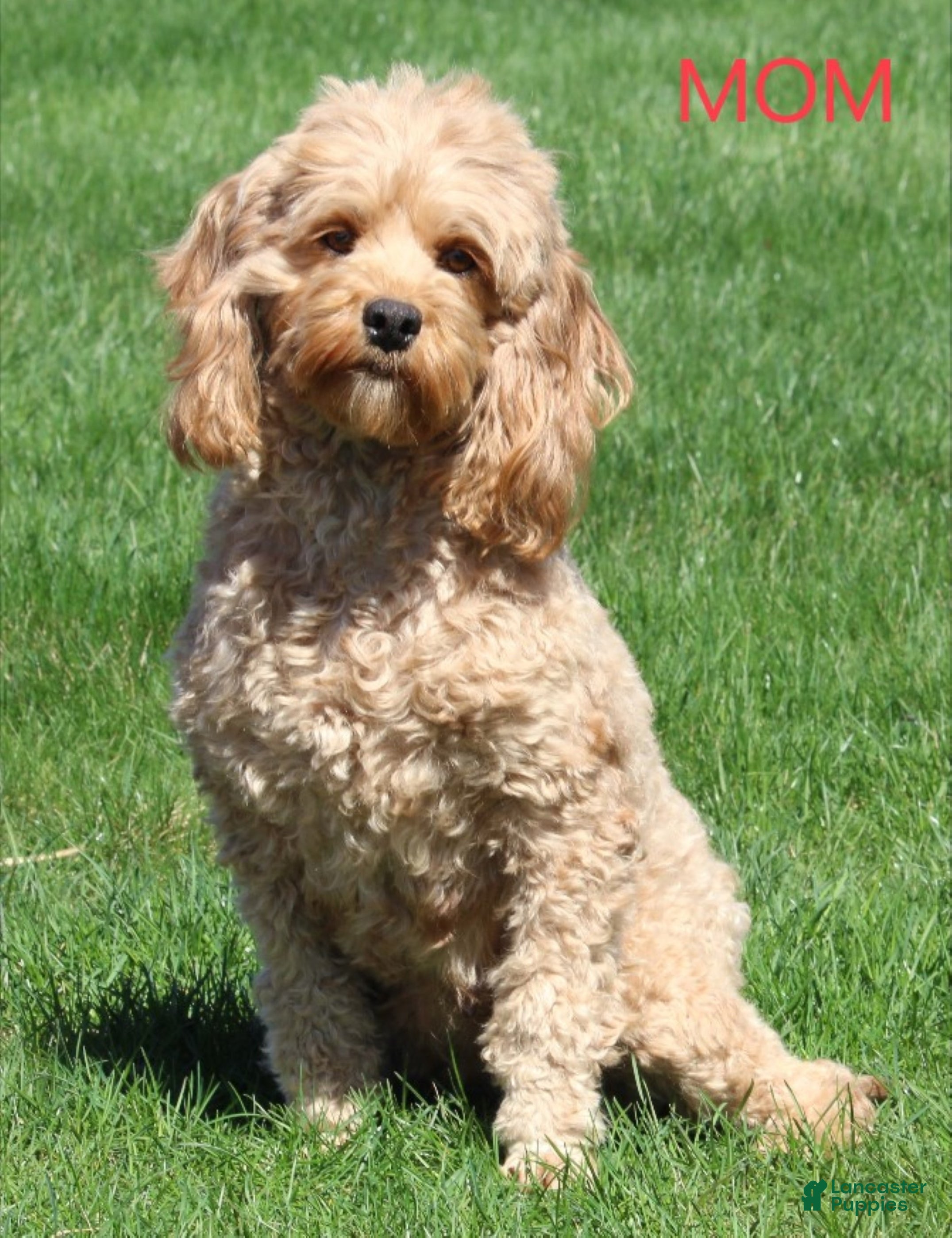 Cockapoo dogs stacey - Ad 7