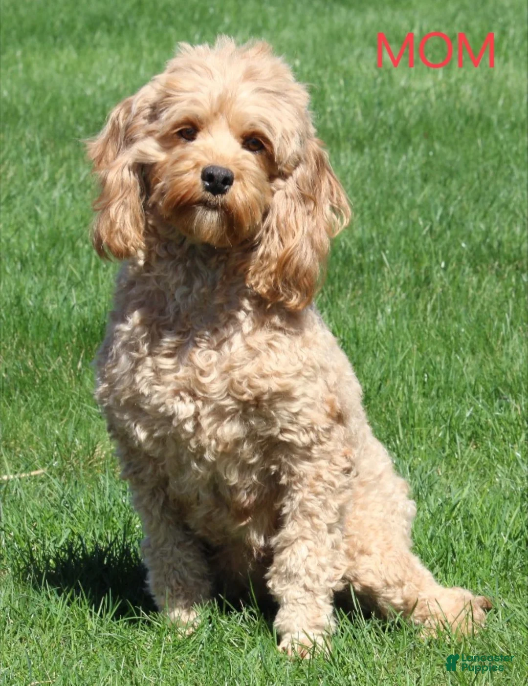 Cockapoo dogs for sale: stacey - Ad 1