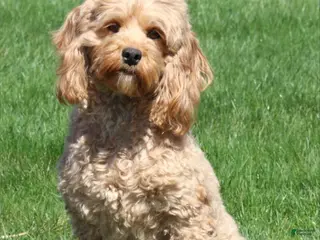 Cockapoo dogs stacey - Ad 9