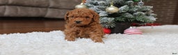 Toy Poodle dogs for sale: Connor - Ad 3