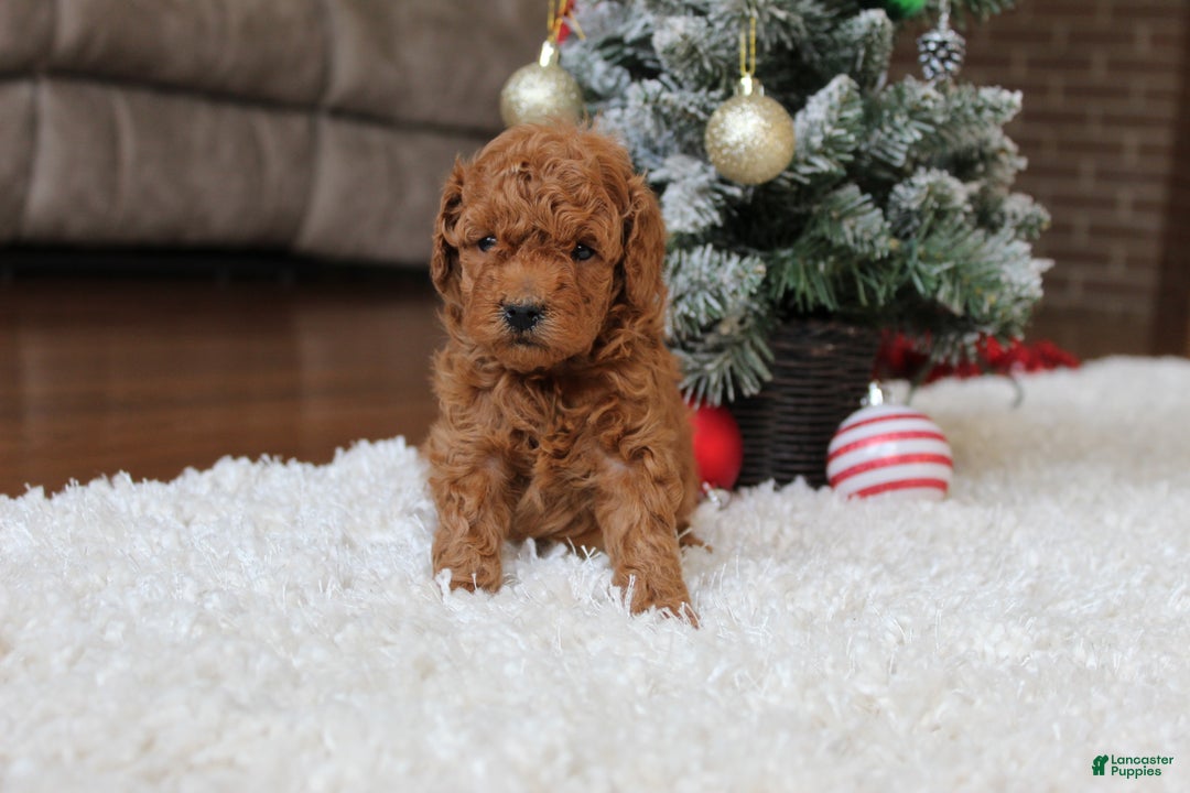 Toy Poodle dogs for sale: Connor - Ad 3
