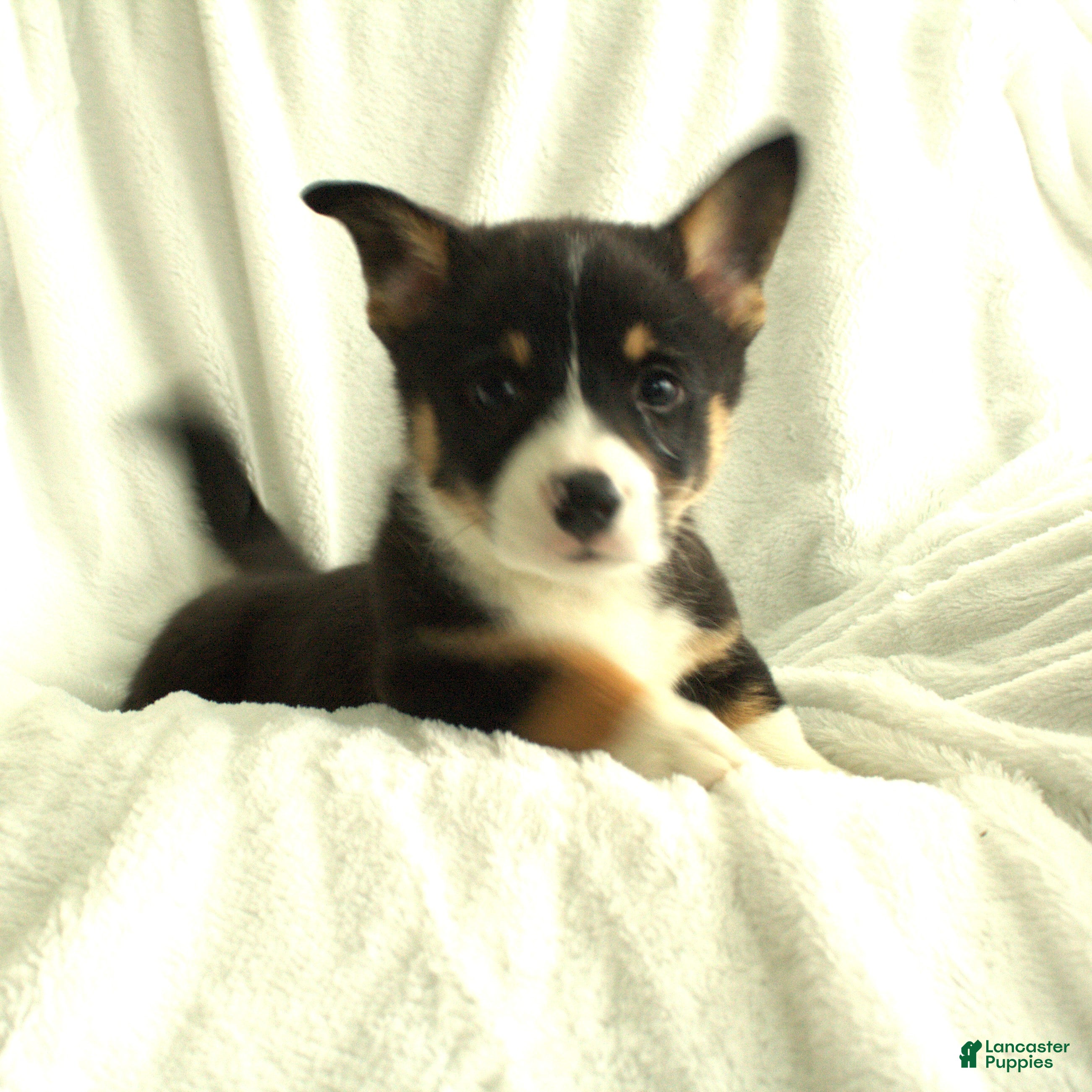 Welsh Corgi Pembroke dogs Diesel - Ad 1