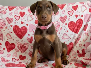 Doberman Pinscher dogs Opal-NOT AMISH - Ad 3