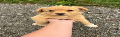 Ace