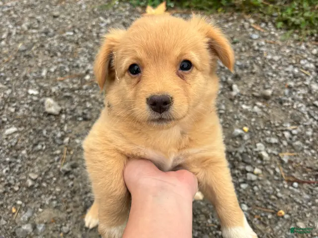 Mixed Breed dogs for sale: Ace - Ad 22