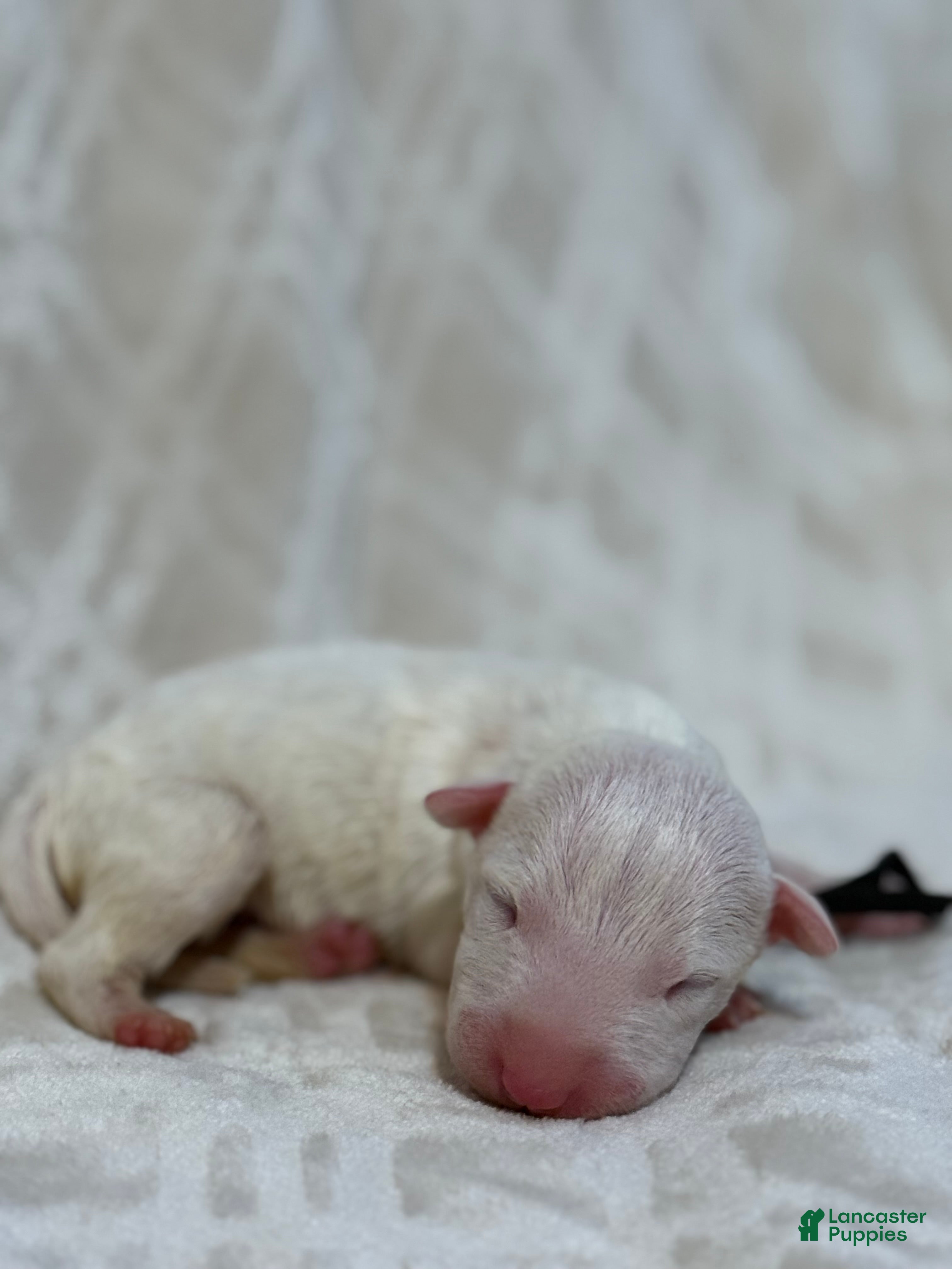 Bull Terrier dogs for sale: BOY 10 - Ad 1