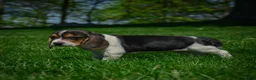 Beagle dogs for sale: Nova - Ad 5