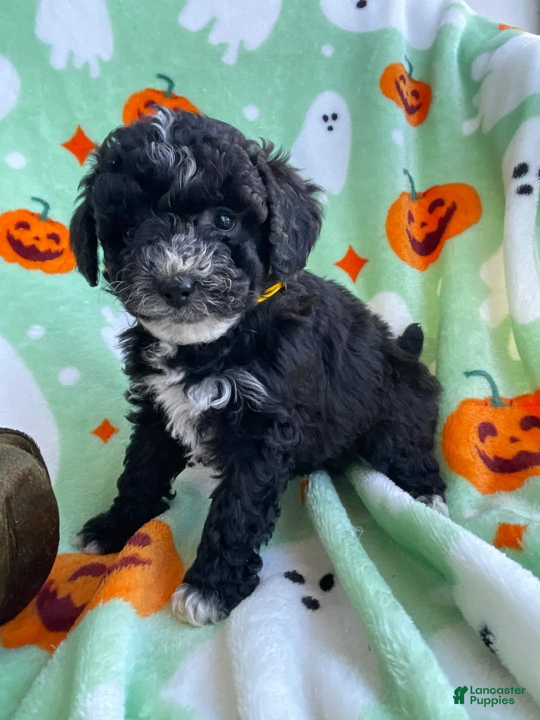 Toy Poodle dogs for sale: Pepper - Ad 4