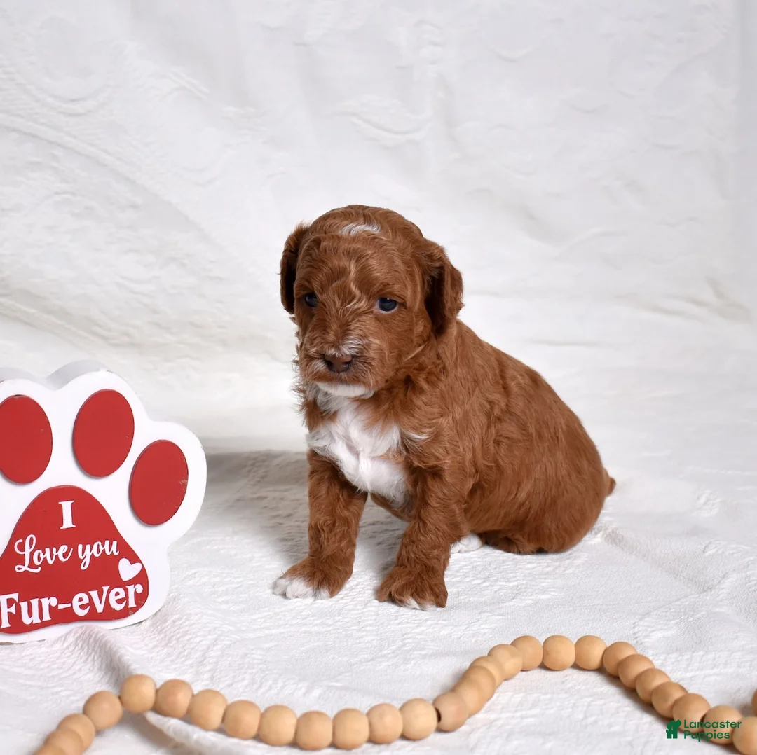 Miniature Poodle dogs for sale: Stanley  - Ad 4