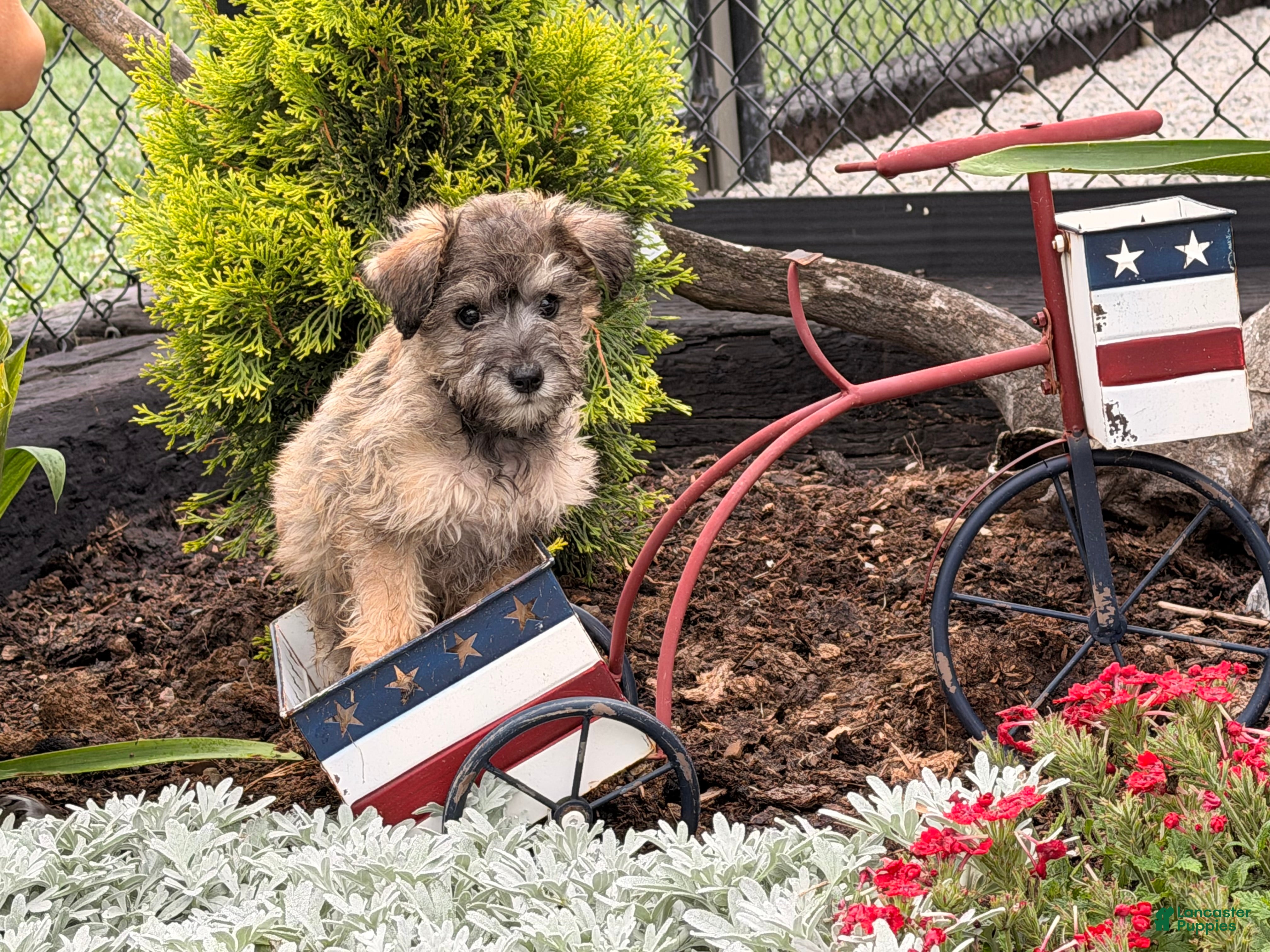 Schnoodle dogs for sale: Mitch  - Ad 1