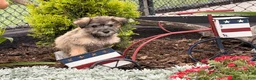 Schnoodle dogs for sale: Mitch  - Ad 1
