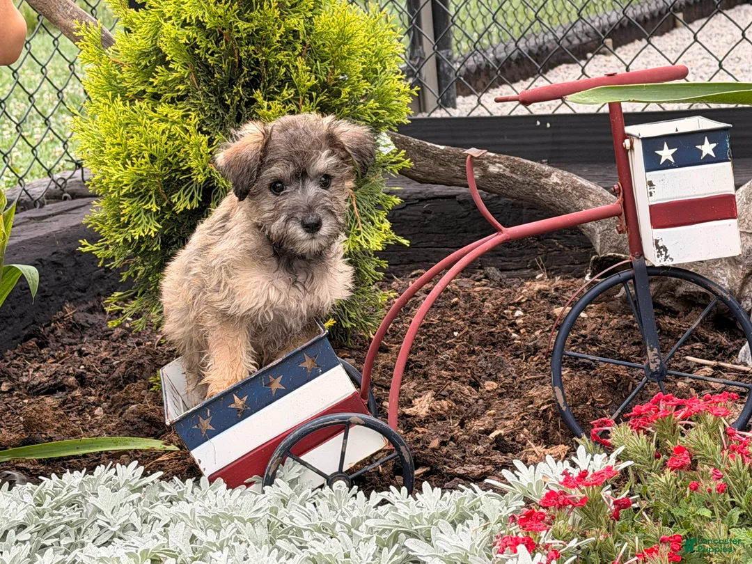 Schnoodle dogs for sale: Mitch  - Ad 1