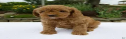 Cavapoo dogs for sale: Gage - Ad 7