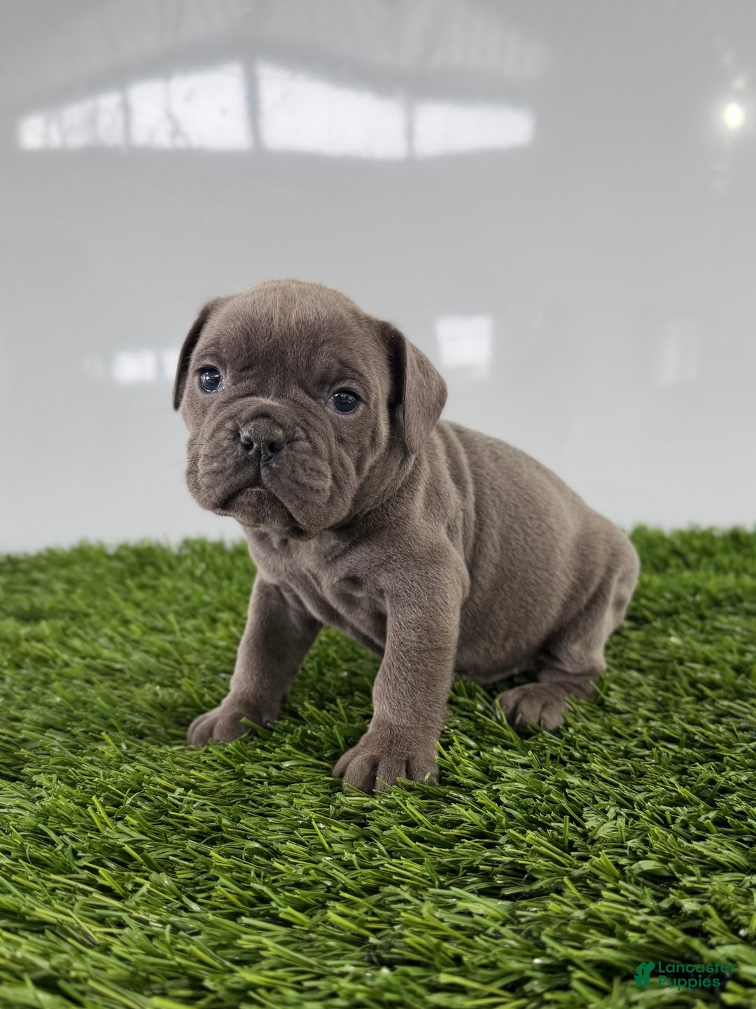 Olde English Bulldogge dogs for sale: Trista  - Ad 3