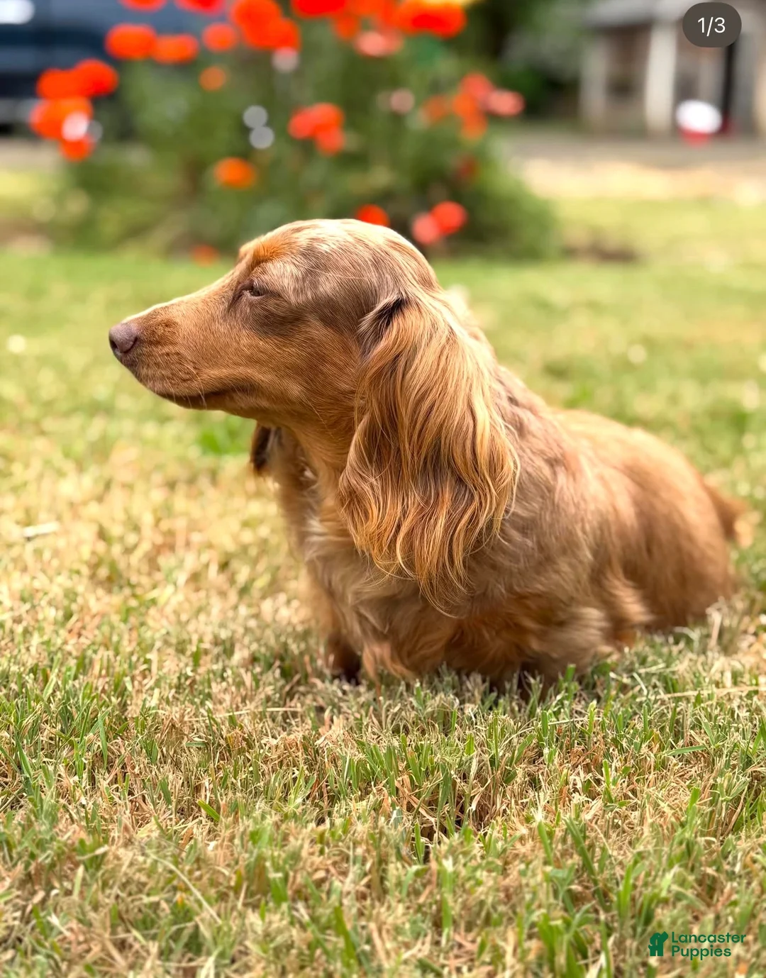 Miniature Dachshund dogs for sale: Brownie - Ad 2