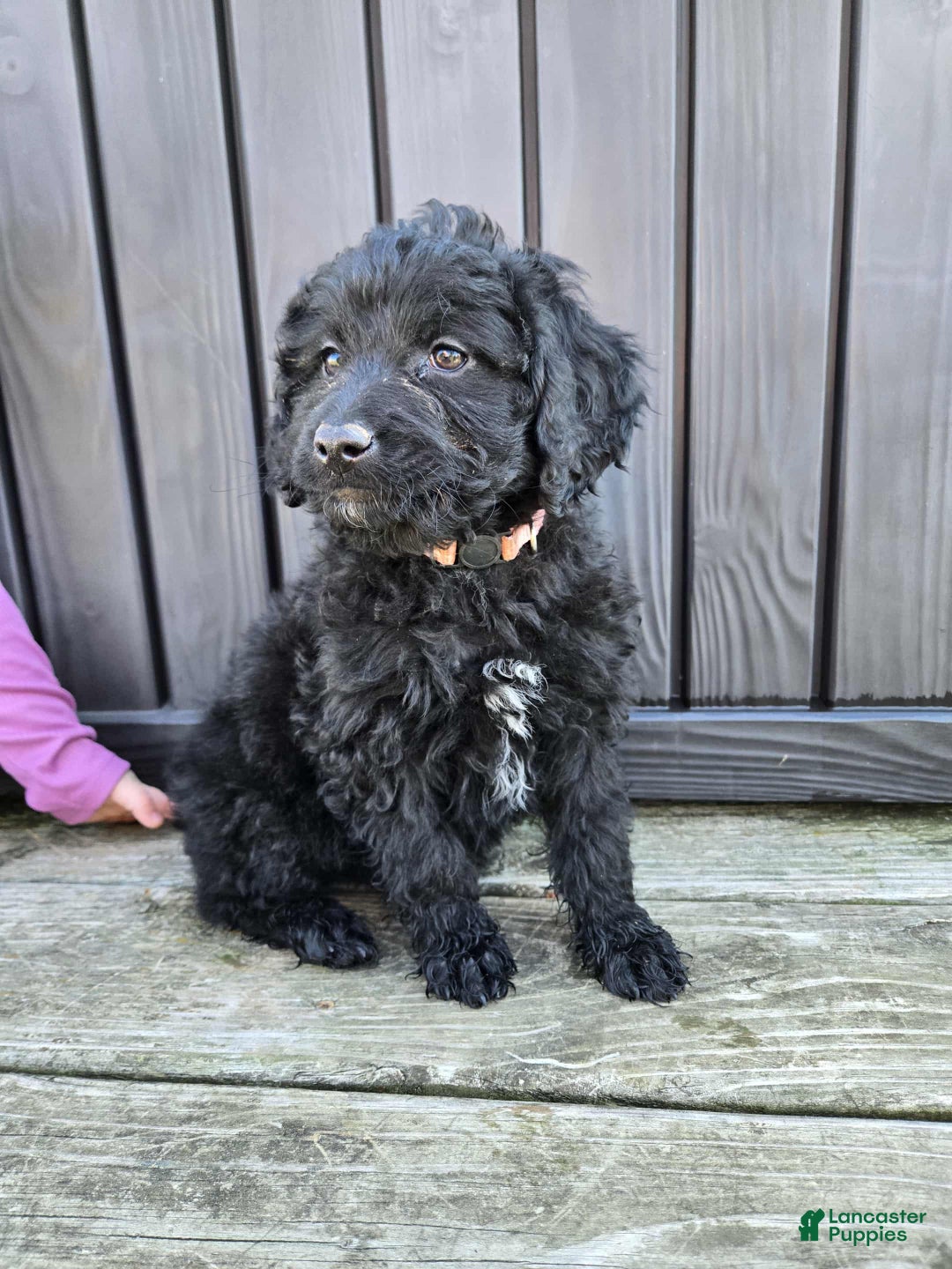 Mini Aussiedoodle dogs for sale: Minnie - Ad 1