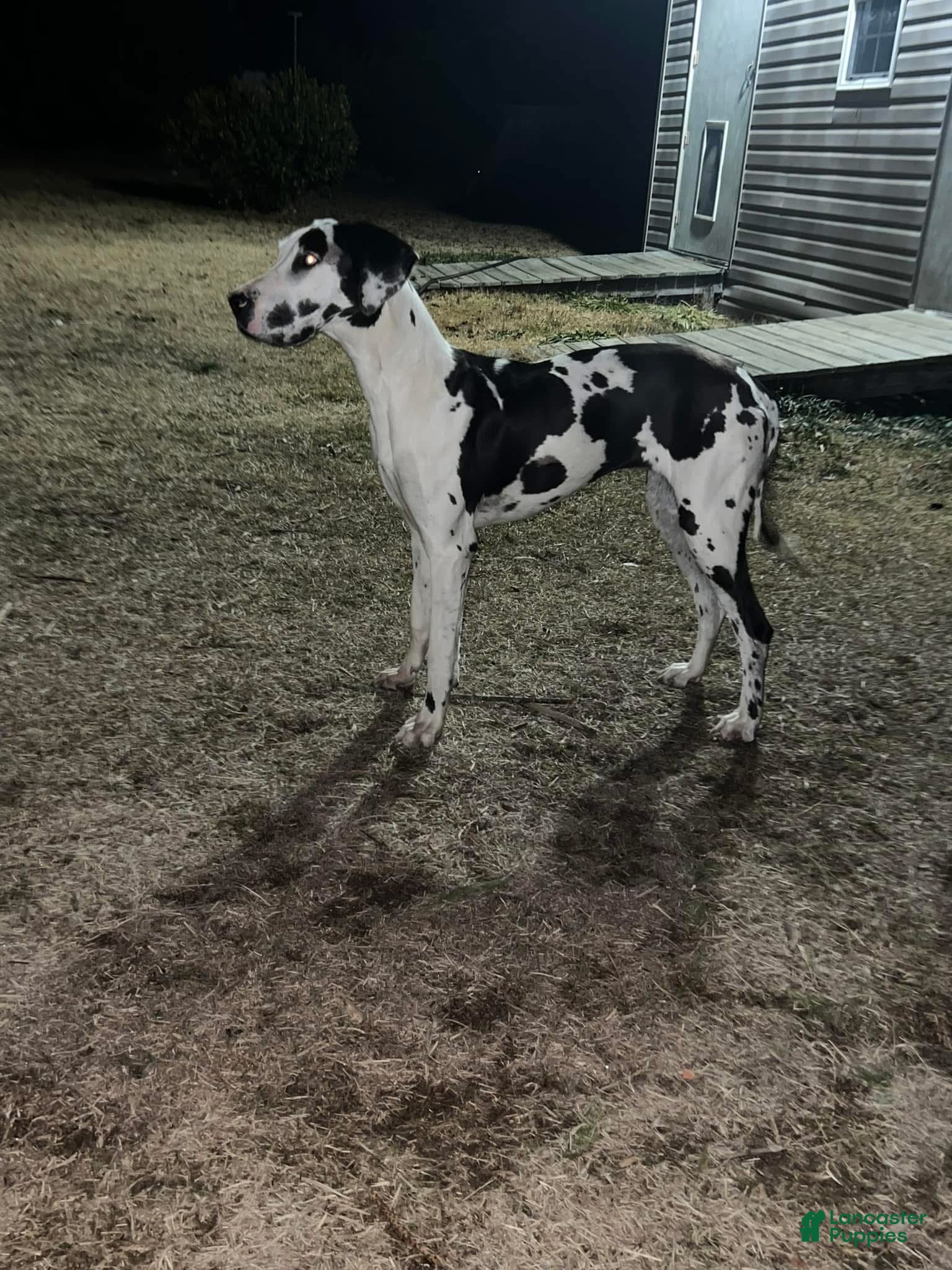 Great Dane dogs for sale: Great Dane Puppy 2 - Ad 3