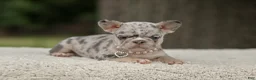 French Bulldog dogs for sale: Dahlia - Ad 9